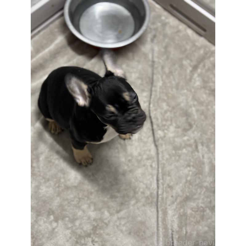 販売中の千葉県のフレンチブルドッグ-427809の2枚目