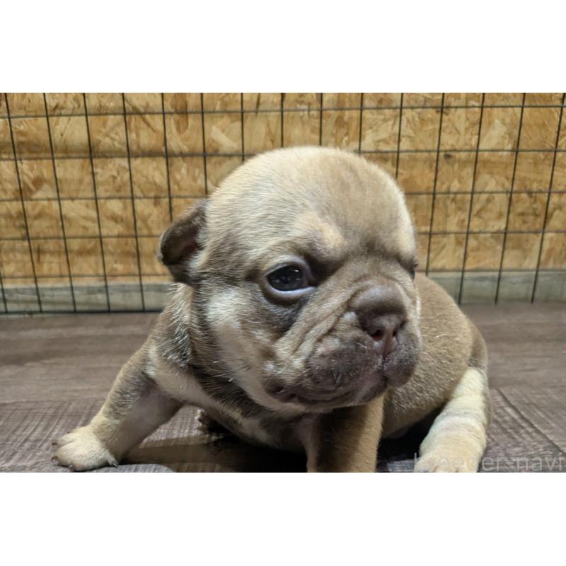 販売中の兵庫県のエキゾチックブリー-437009