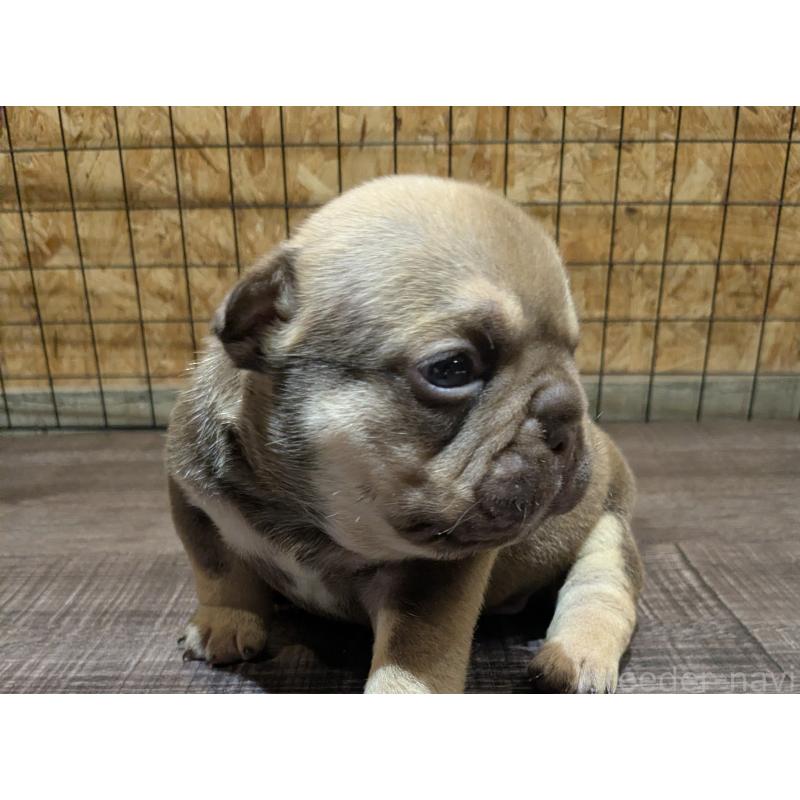 販売中の兵庫県のエキゾチックブリー-437009の4枚目