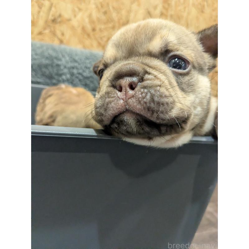 販売中の兵庫県のエキゾチックブリー-437009の3枚目