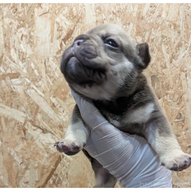 販売中の兵庫県のエキゾチックブリー-437009の2枚目