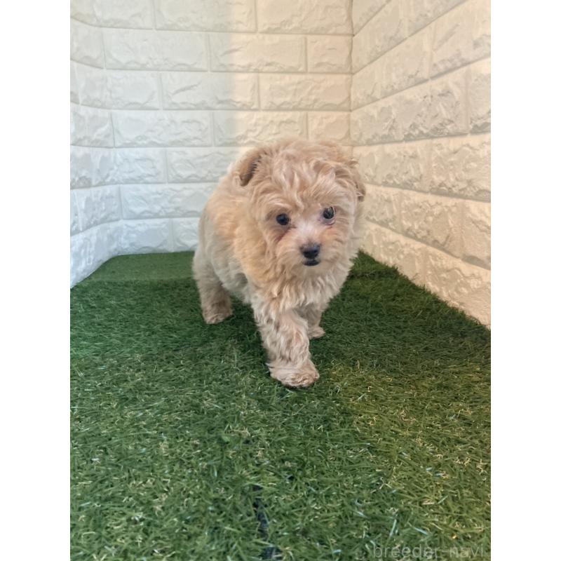 成約済の岡山県のマルプー:マルチーズ×トイプードル-434736の6枚目