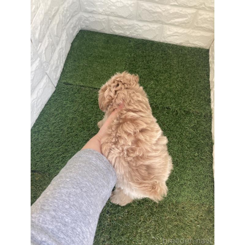 成約済の岡山県のマルプー:マルチーズ×トイプードル-434736の3枚目