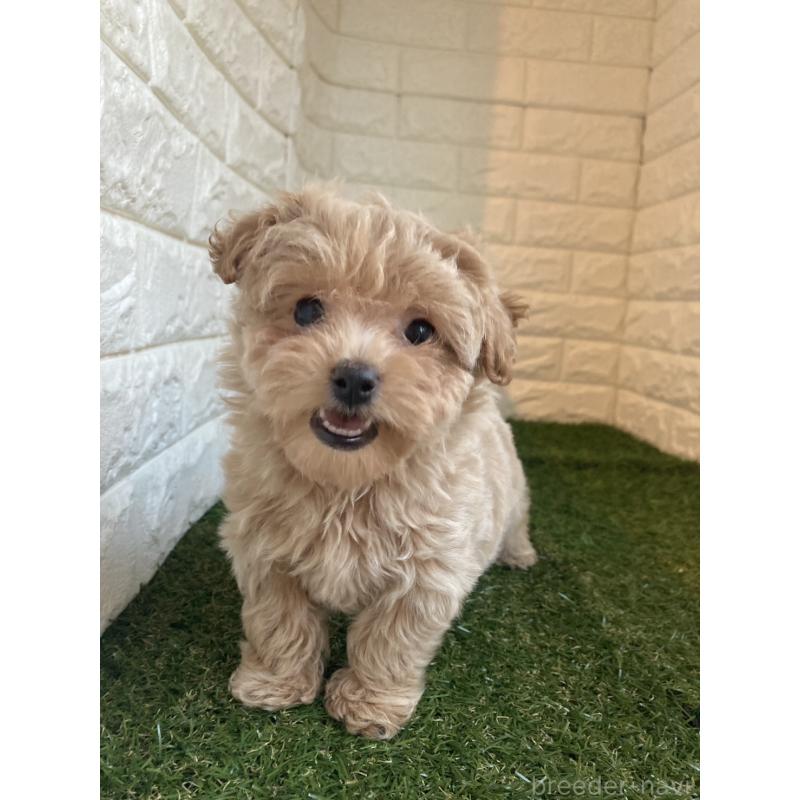 成約済の岡山県のマルプー:マルチーズ×トイプードル-434736の2枚目