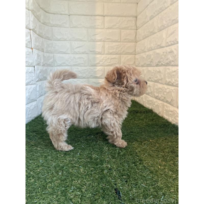 成約済の東京都のマルプー:マルチーズ×トイプードル-433585の5枚目