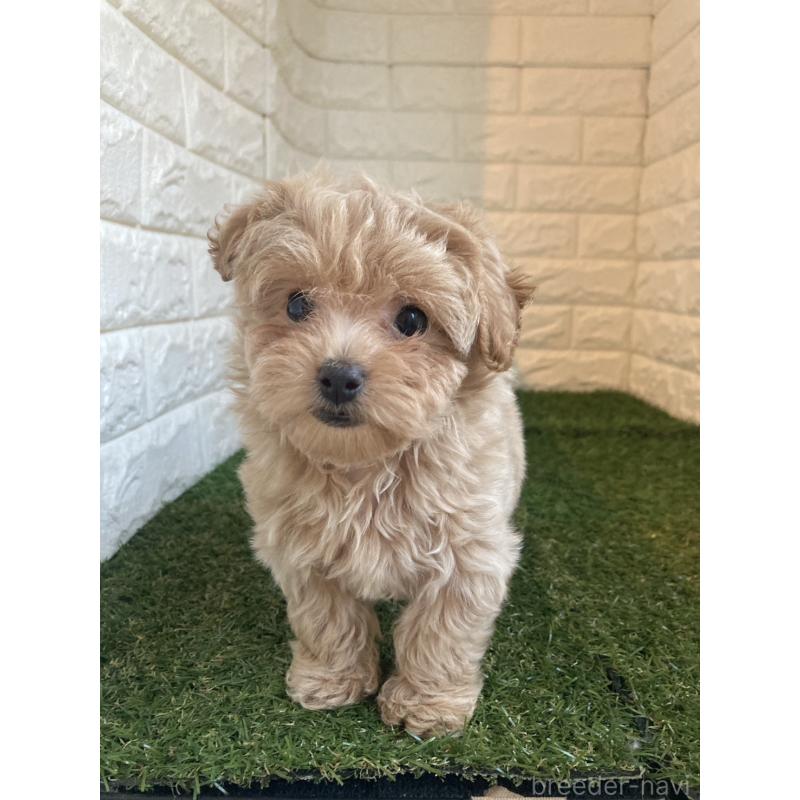 成約済の東京都のマルプー:マルチーズ×トイプードル-433585の4枚目