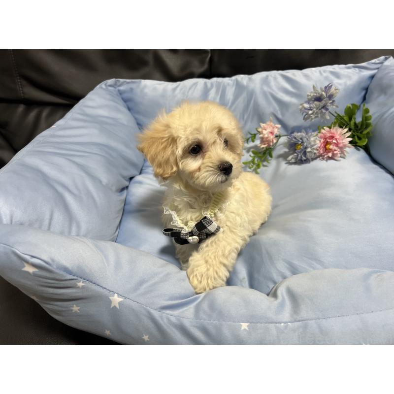 販売中の栃木県のミックス犬-437016の4枚目