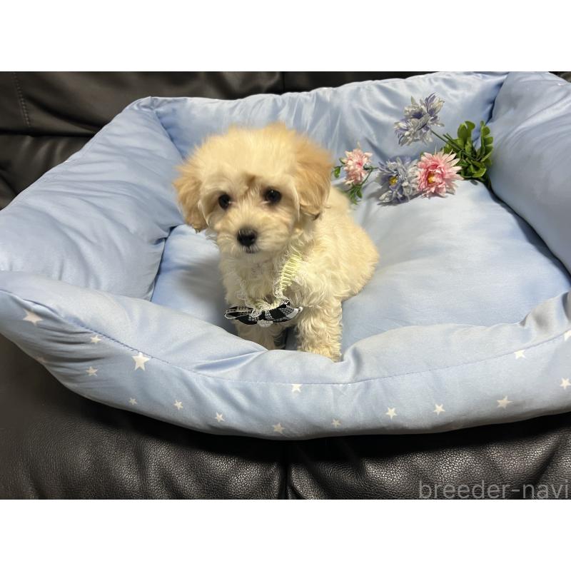 販売中の栃木県のミックス犬-437016の3枚目