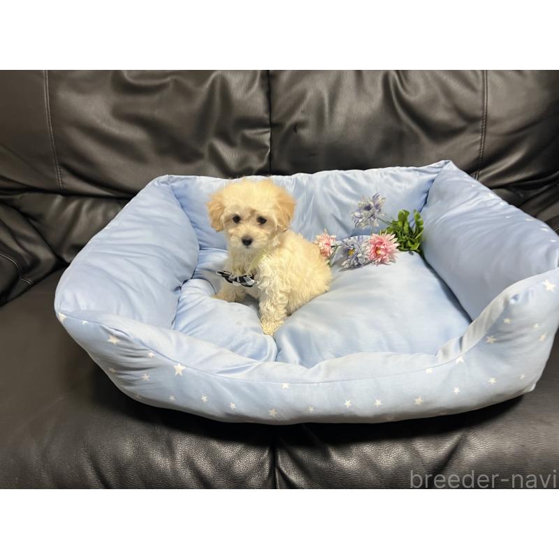 販売中の栃木県のミックス犬-437016の2枚目