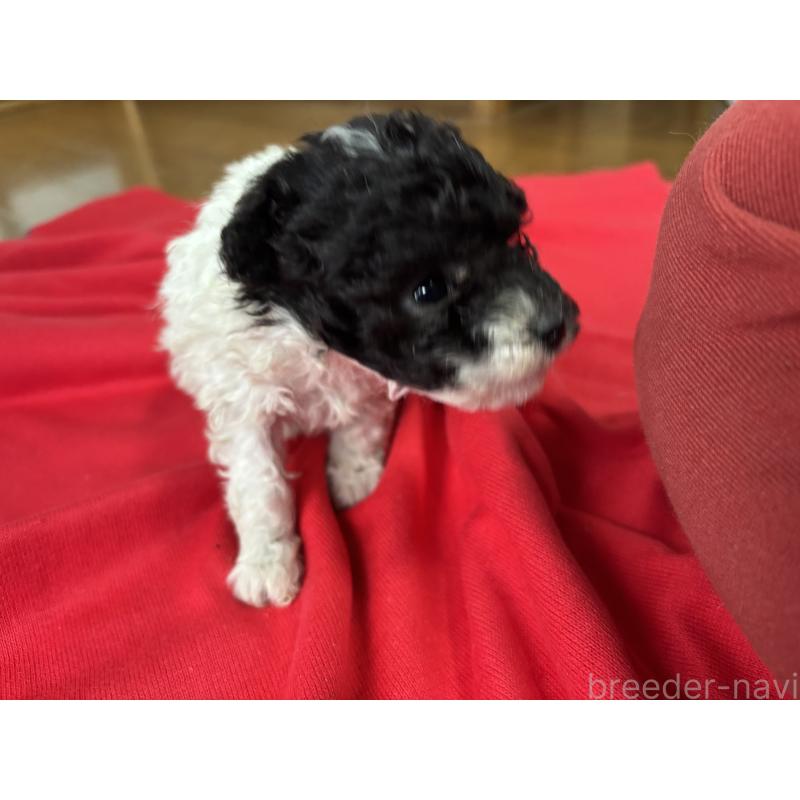 販売中の茨城県のティーカッププードル-433102の4枚目