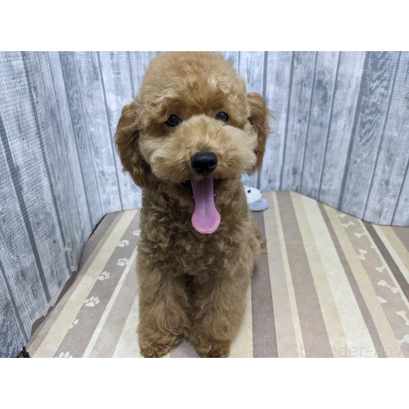 販売中の埼玉県のトイプードル-412788の6枚目