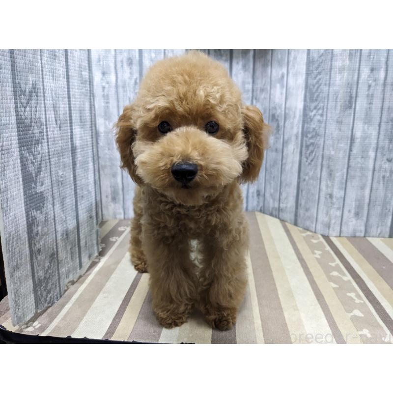 販売中の埼玉県のトイプードル-412788の5枚目