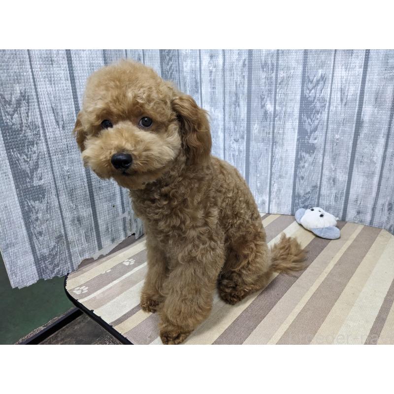 販売中の埼玉県のトイプードル-412788の4枚目