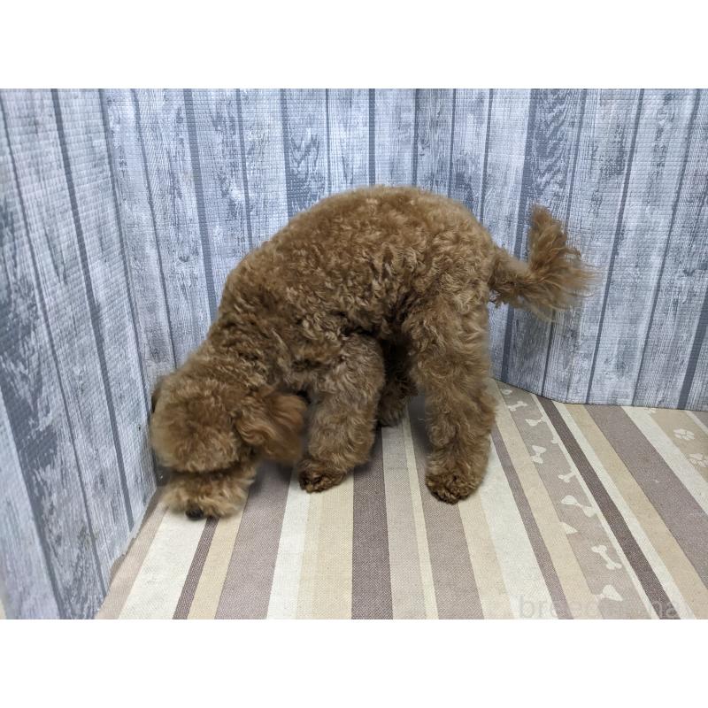 販売中の埼玉県のトイプードル-412788の3枚目
