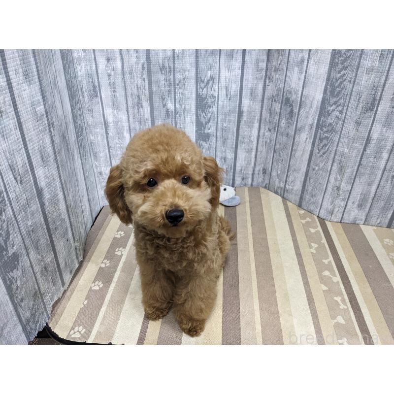 販売中の埼玉県のトイプードル-412788の2枚目