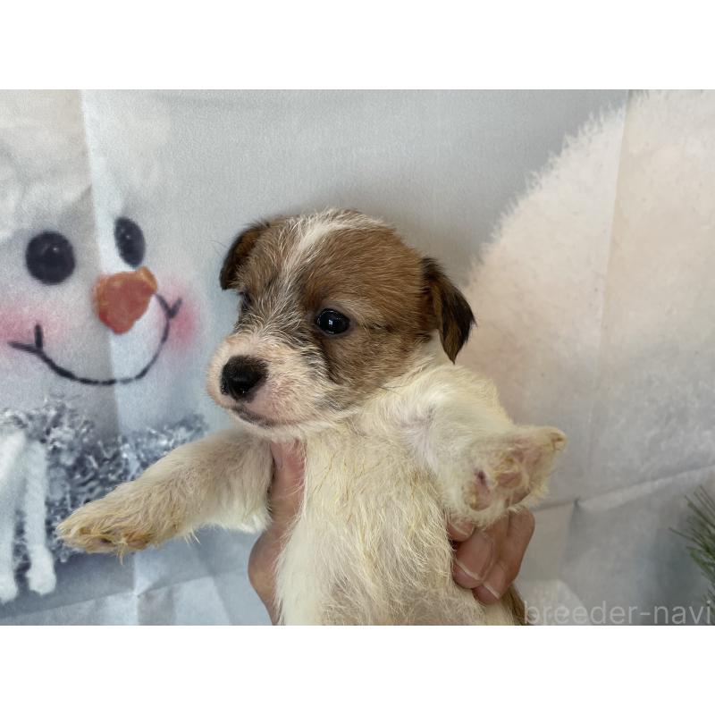 販売中の北海道のジャックラッセルテリア-436873の8枚目