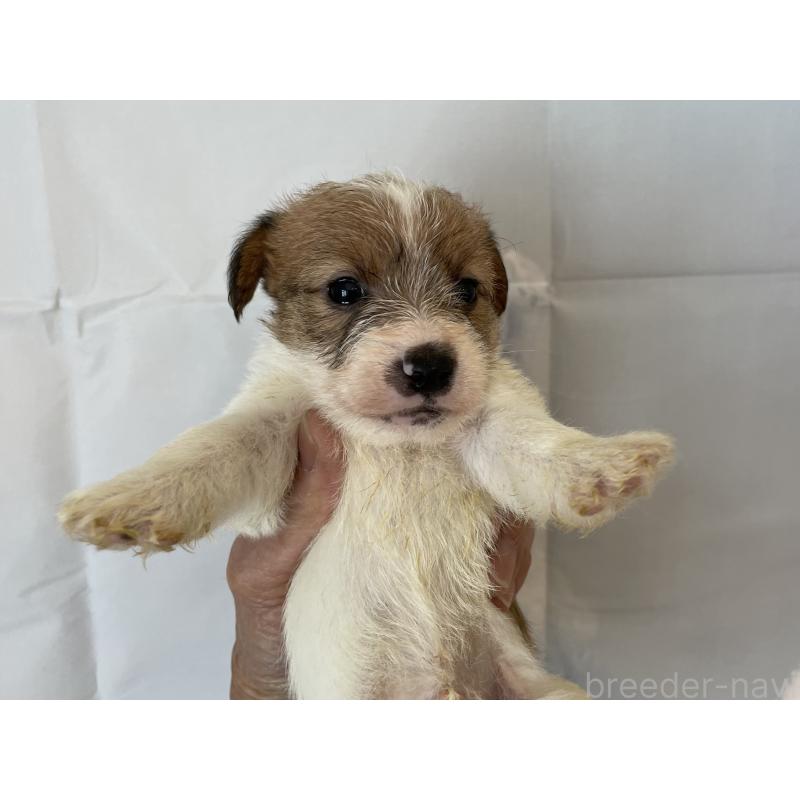 販売中の北海道のジャックラッセルテリア-436873の7枚目