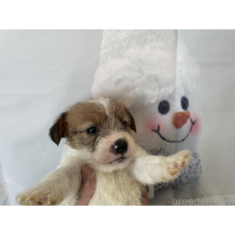 販売中の北海道のジャックラッセルテリア-436873の6枚目