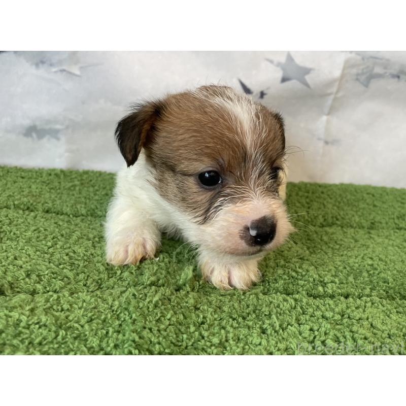 販売中の北海道のジャックラッセルテリア-436873の5枚目