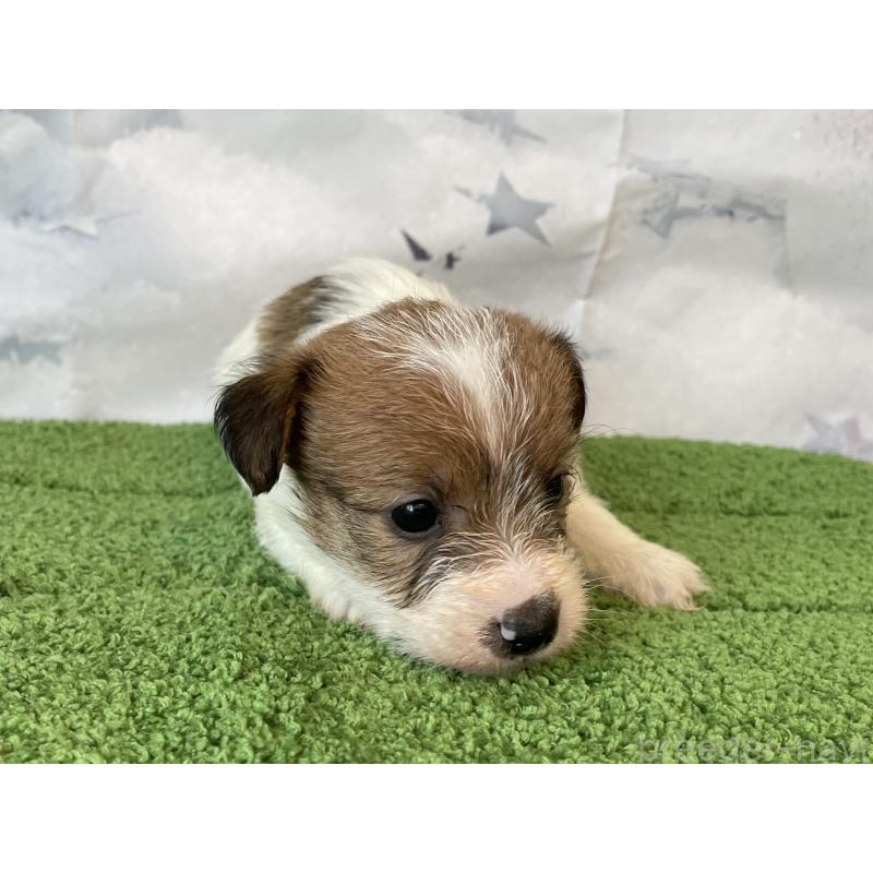 販売中の北海道のジャックラッセルテリア-436873の3枚目