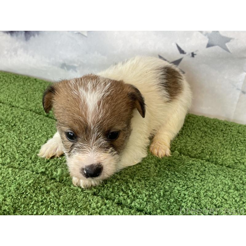 販売中の北海道のジャックラッセルテリア-436873の2枚目