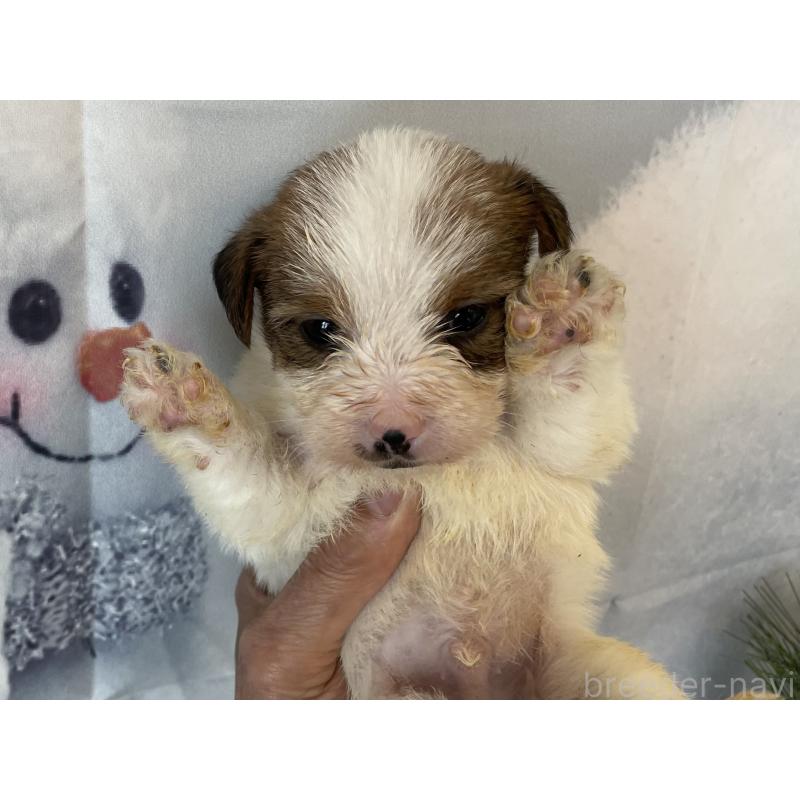 販売中の北海道のジャックラッセルテリア-436874の7枚目