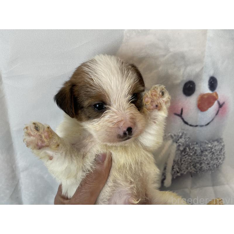 販売中の北海道のジャックラッセルテリア-436874の6枚目