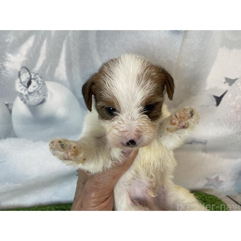 販売中の北海道のジャックラッセルテリア-436874の5枚目