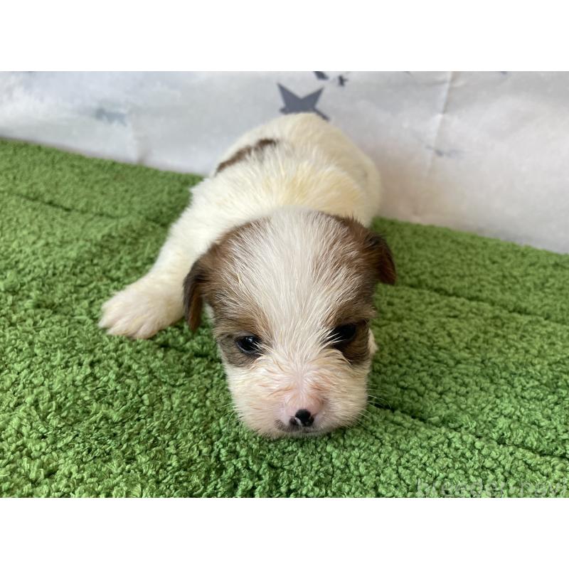 販売中の北海道のジャックラッセルテリア-436874の4枚目