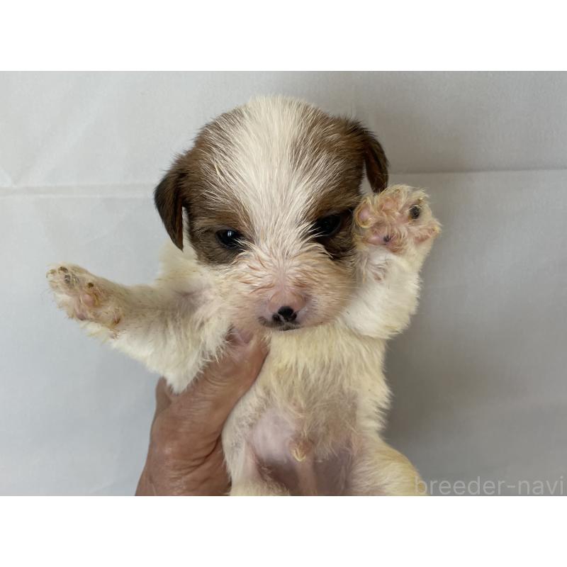 販売中の北海道のジャックラッセルテリア-436874の3枚目