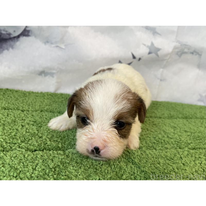 販売中の北海道のジャックラッセルテリア-436874の2枚目