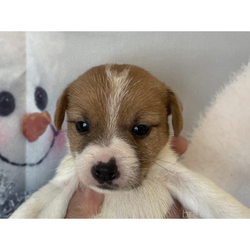 販売中の北海道のジャックラッセルテリア-436875の7枚目