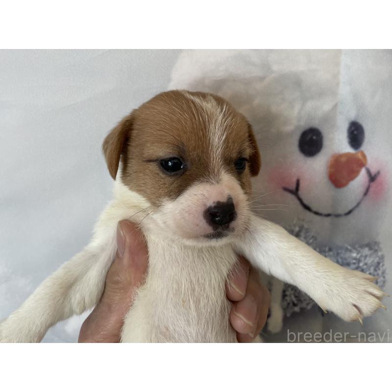 販売中の北海道のジャックラッセルテリア-436875の5枚目