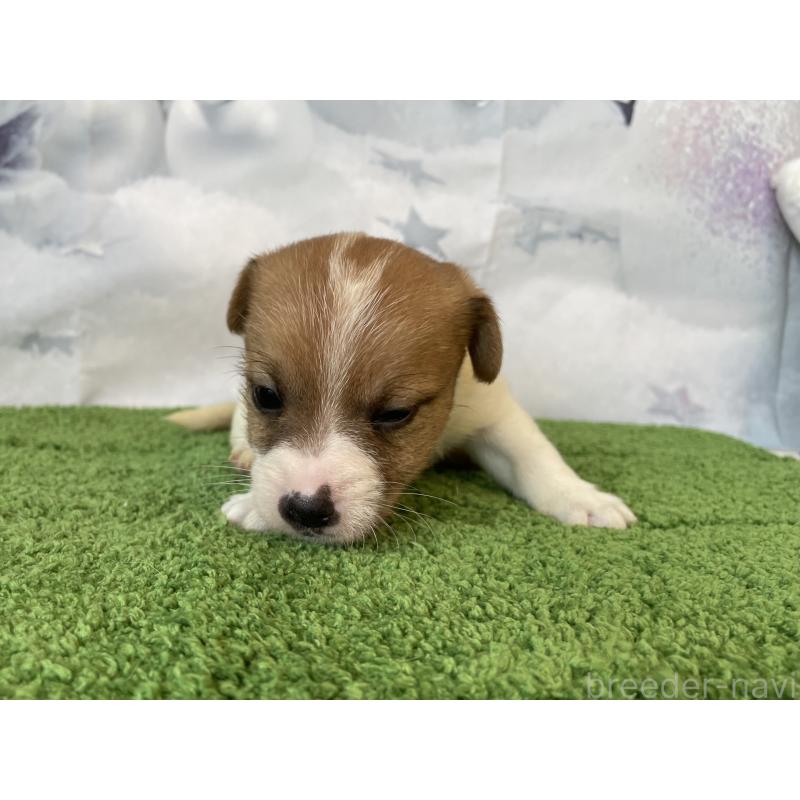 販売中の北海道のジャックラッセルテリア-436875の4枚目