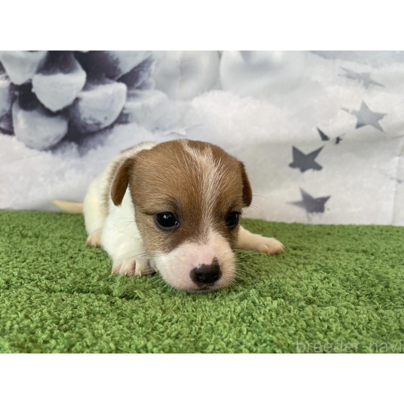 販売中の北海道のジャックラッセルテリア-436875の2枚目