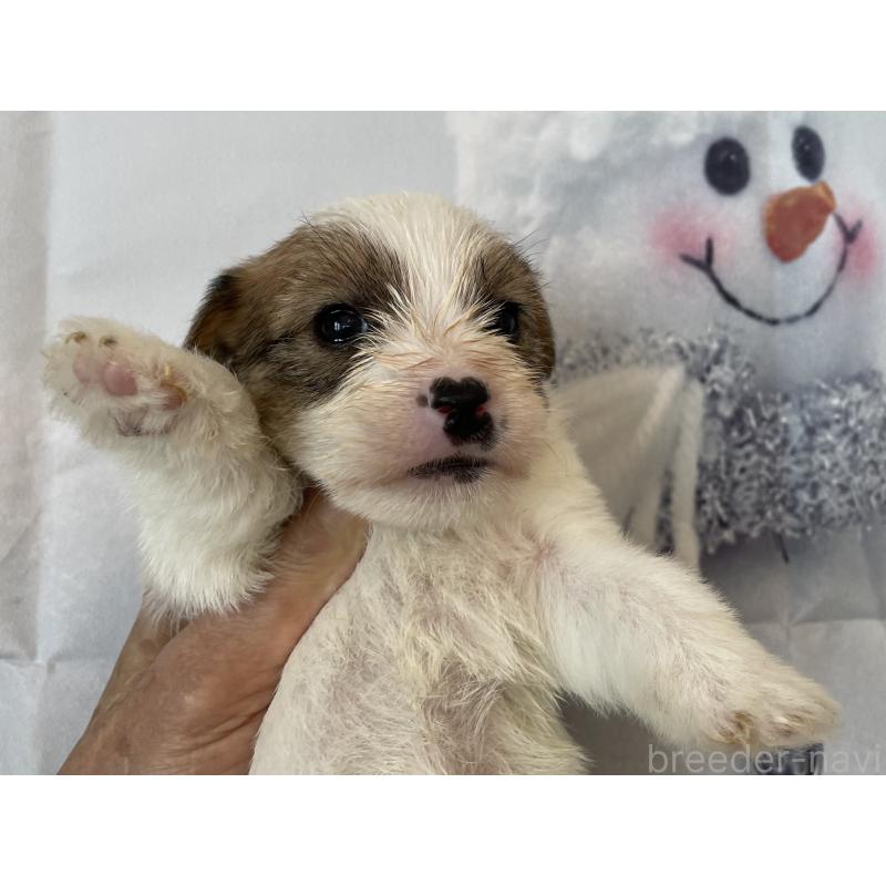 販売中の北海道のジャックラッセルテリア-436876の6枚目