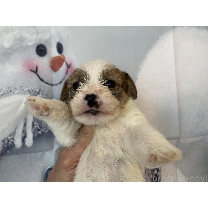 販売中の北海道のジャックラッセルテリア-436876の5枚目