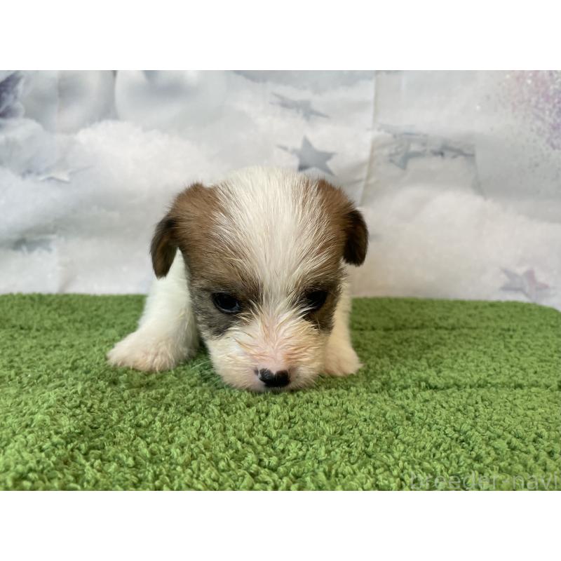 販売中の北海道のジャックラッセルテリア-436876の4枚目