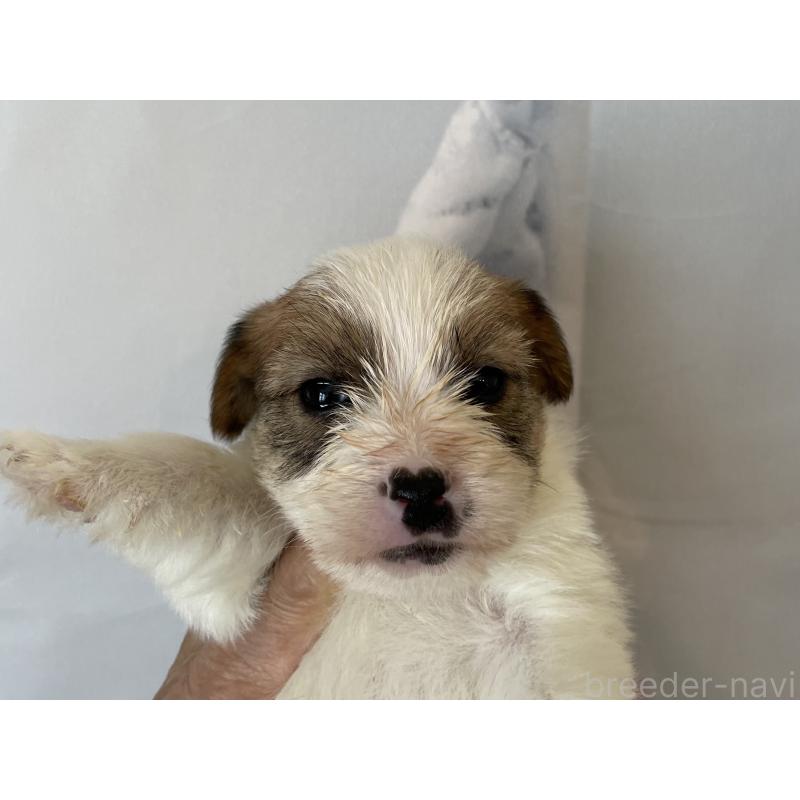 販売中の北海道のジャックラッセルテリア-436876の3枚目