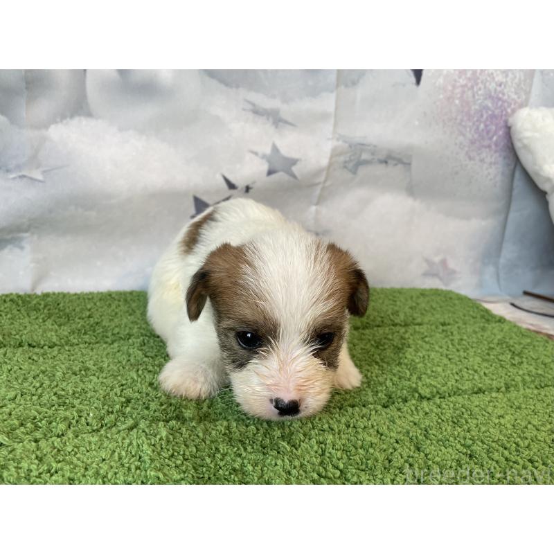 販売中の北海道のジャックラッセルテリア-436876の2枚目