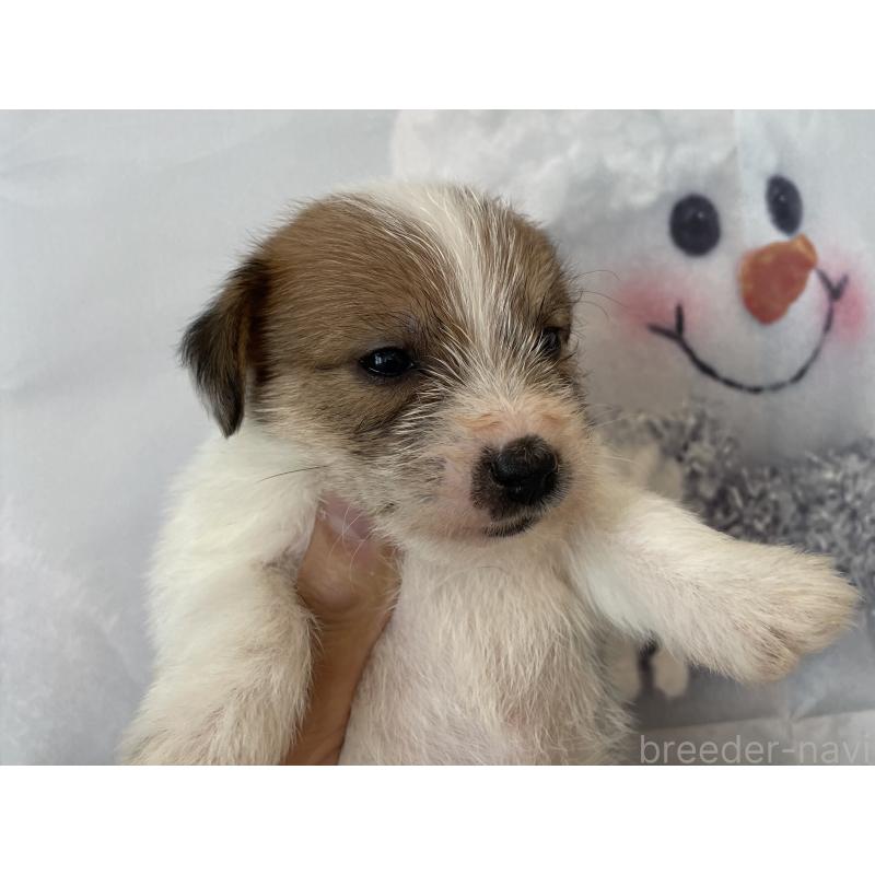 販売中の北海道のジャックラッセルテリア-436877の7枚目