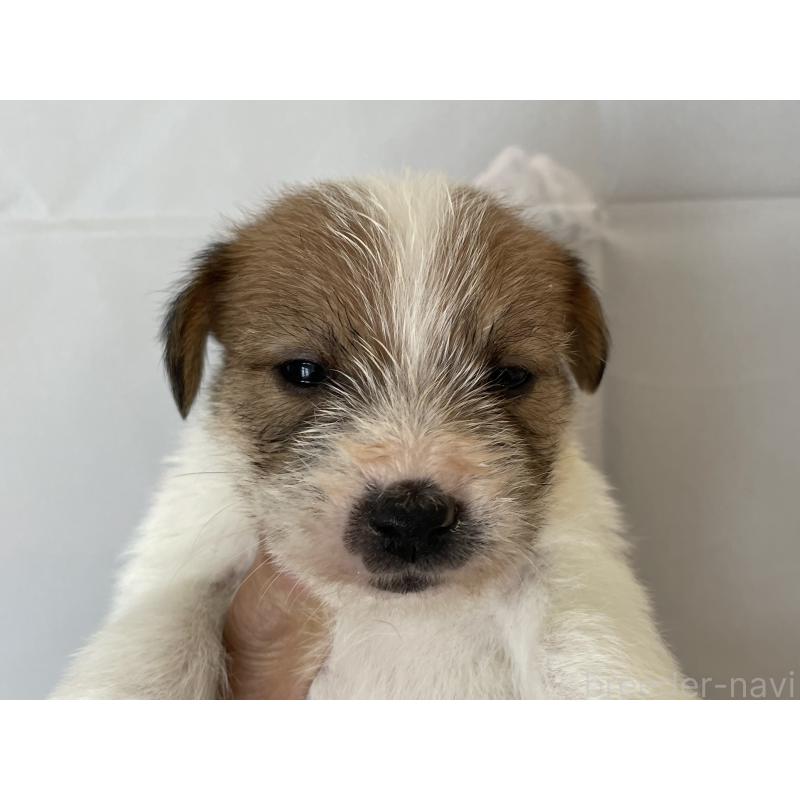 販売中の北海道のジャックラッセルテリア-436877の6枚目