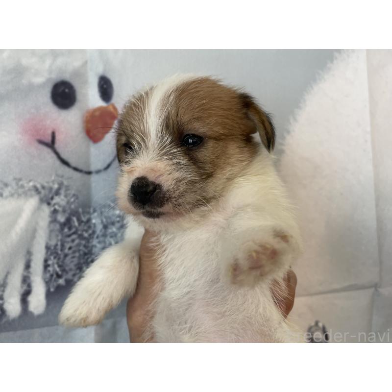 販売中の北海道のジャックラッセルテリア-436877の5枚目