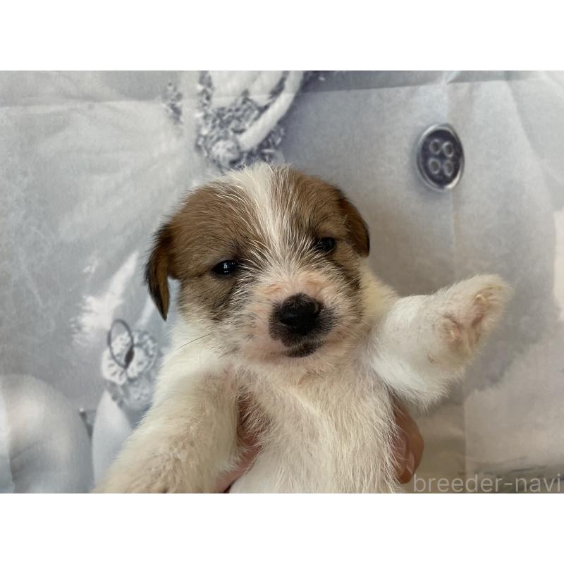 販売中の北海道のジャックラッセルテリア-436877の4枚目