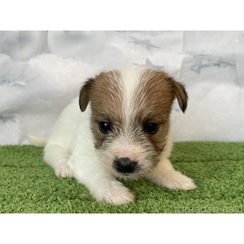 販売中の北海道のジャックラッセルテリア-436877の3枚目