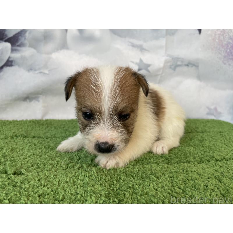 販売中の北海道のジャックラッセルテリア-436877の2枚目