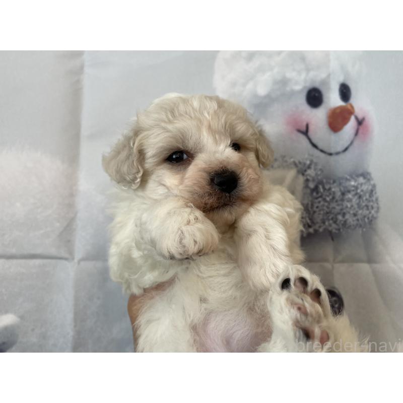 販売中の北海道のビションフリーゼ-436878の6枚目