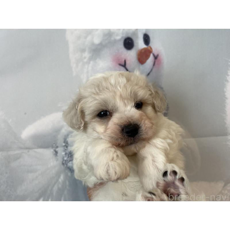 販売中の北海道のビションフリーゼ-436878の5枚目