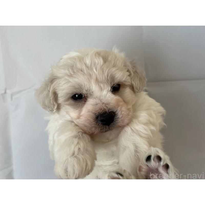 販売中の北海道のビションフリーゼ-436878の3枚目