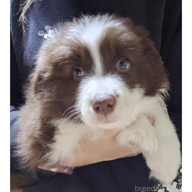 販売中の岩手県のボーダーコリー-427720の2枚目